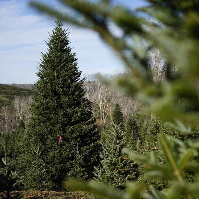 The White House's Christmas tree is a symbol of resilience for hurricane-hit North Carolina farms